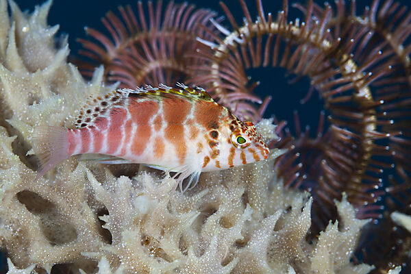 Fadenflossen Korallenwaechter, Cirrhitychthys aprinus, Ambon, Molukken, Indonesien