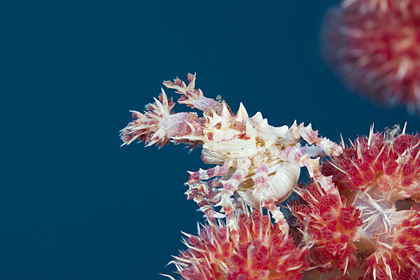 Weichkorallen-Spinnenkrabbe, Hoplophrys oatesii, Ambon, Molukken, Indonesien