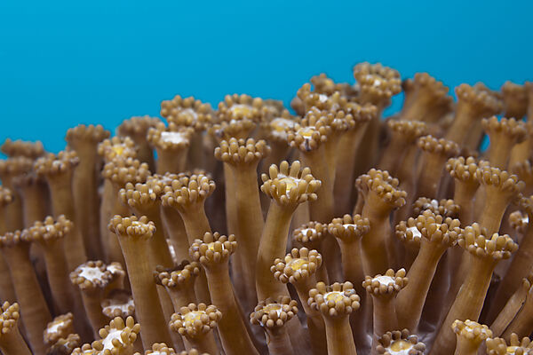 Polypen einer Margeriten-Koralle, Goniopora sp., Ambon, Molukken, Indonesien