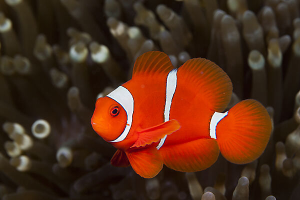 Stachel-Anemonenfisch, Premnas aculeatus, Ambon, Molukken, Indonesien