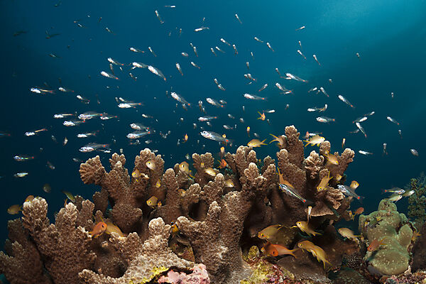 Rotfleck-Kardinalfische ueber Korallenriff, Apogon parvulus, Ambon, Molukken, Indonesien