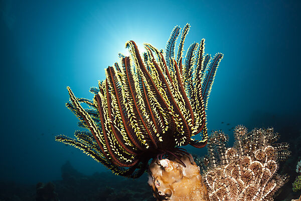 Prachthaarstern am Riff, Oxycomanthus bennetti, Ambon, Molukken, Indonesien