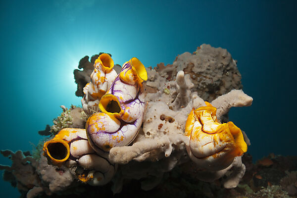 Gold-Seescheiden am Riff, Polycarpa aurata, Ambon, Molukken, Indonesien