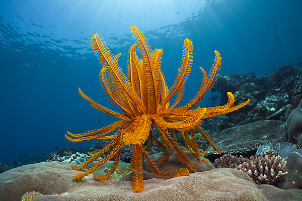 Prachthaarstern am Riff, Comanthina schlegeli, Ambon, Molukken, Indonesien