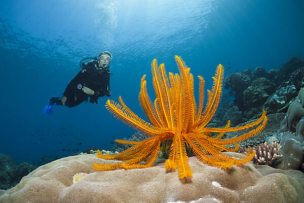 Prachthaarstern am Riff, Comanthina schlegeli, Ambon, Molukken, Indonesien