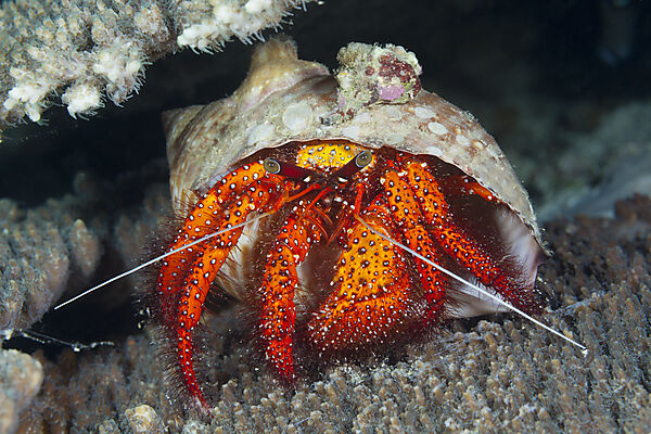 Roter Einsiedlerkrebs, Dardanus megistos, Ambon, Molukken, Indonesien