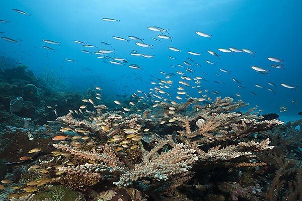Gruene Fahnenbarsche am Korallenriff, Pseudanthias huchtii, Ambon, Molukken, Indonesien