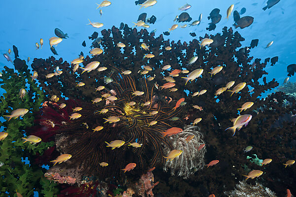 Gruene Fahnenbarsche am Korallenriff, Pseudanthias huchtii, Ambon, Molukken, Indonesien