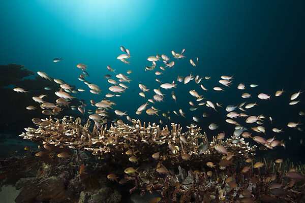 Gruene Fahnenbarsche am Korallenriff, Pseudanthias huchtii, Ambon, Molukken, Indonesien