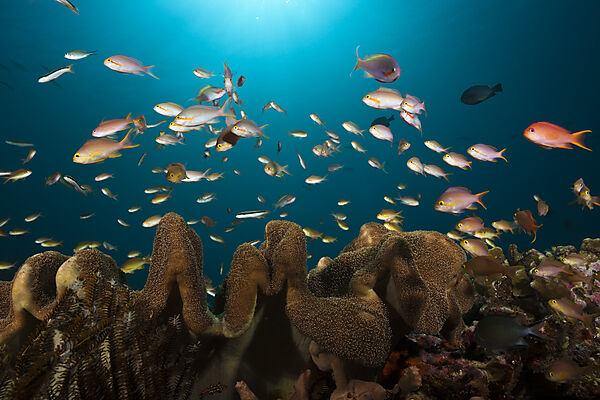 Gruene Fahnenbarsche am Korallenriff, Pseudanthias huchtii, Ambon, Molukken, Indonesien