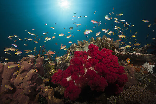 Gruene Fahnenbarsche am Korallenriff, Pseudanthias huchtii, Ambon, Molukken, Indonesien