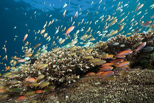 Fahnenbarsche und Chromis im Riff, Pseudanthias huchtii, Pseudanthias dispar, Ambon, Molukken, Indonesien