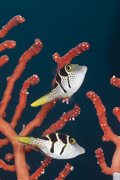Sattel-Spitzkopfkugelfisch, Canthigaster valentini, Ambon, Molukken, Indonesien