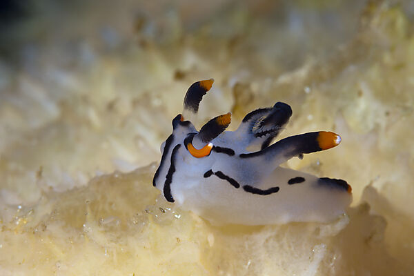 Kleine Neonsternschnecke, Thecacera picta, Ambon, Molukken, Indonesien