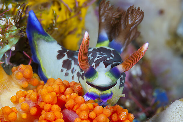 Bunte Neonsternschnecke, Nembrotha purpureolineolata, Ambon, Molukken, Indonesien