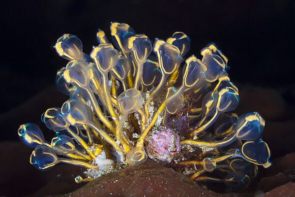 Kolonie von Seescheiden, Pycnoclavella detorta, Ambon, Molukken, Indonesien