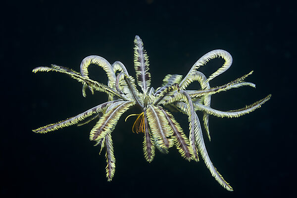 Schwimmender Federstern, Comanthina sp., Ambon, Molukken, Indonesien