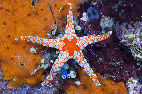 Roter Maschen-Seestern, Fromia monilis, Ambon, Molukken, Indonesien