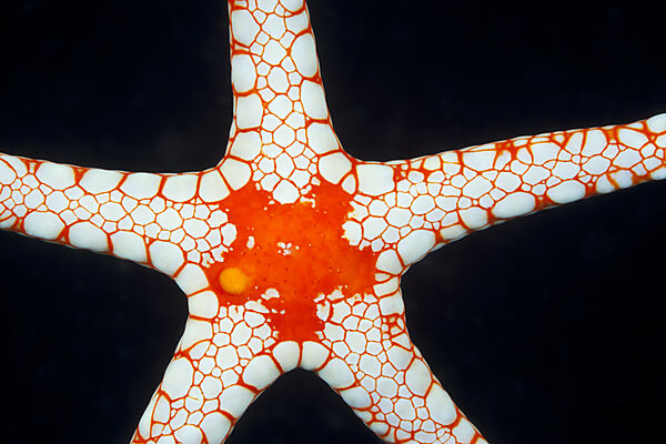 Roter Maschen-Seestern, Fromia monilis, Ambon, Molukken, Indonesien