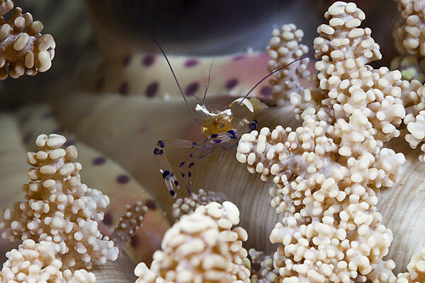 Partnergarnele in Anemone, Periclimenes sp., Ambon, Molukken, Indonesien