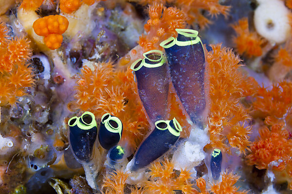Kolonie von Seescheiden, Clavelina robusta, Ambon, Molukken, Indonesien