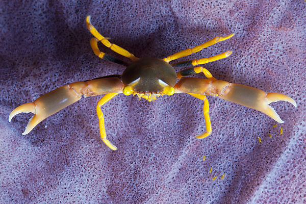 Korallenkrabbe, Trapezia sp., Ambon, Molukken, Indonesien