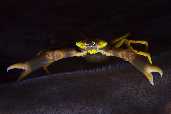 Korallenkrabbe, Trapezia sp., Ambon, Molukken, Indonesien