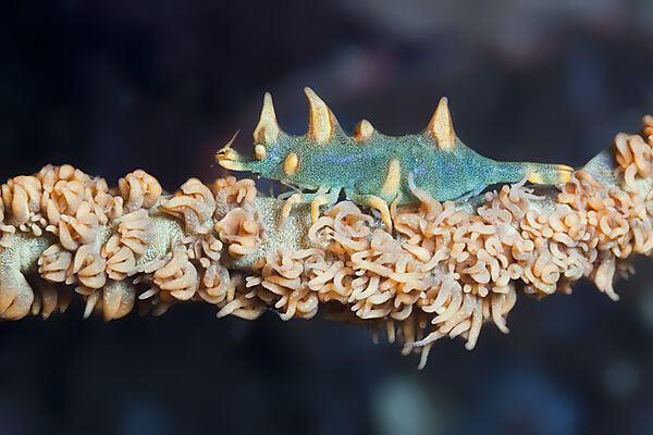 Gorgonien-Pandalide, Miropandalus hardingi, Ambon, Molukken, Indonesien