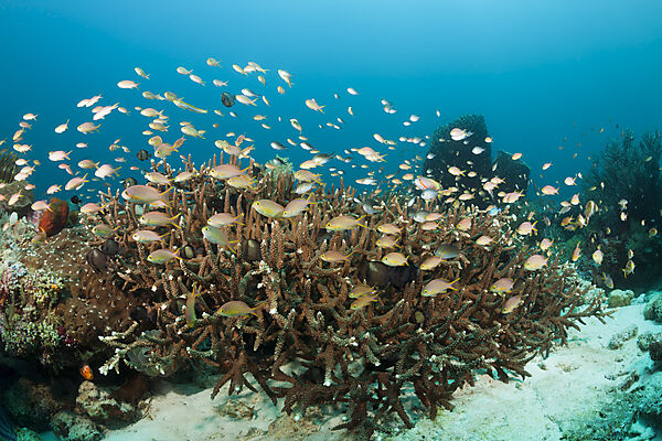 Gruene Fahnenbarsche am Korallenriff, Pseudanthias huchtii, Ambon, Molukken, Indonesien