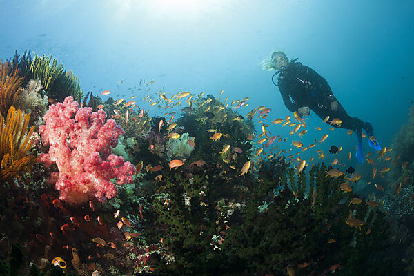 Gruene Fahnenbarsche am Korallenriff, Pseudanthias huchtii, Ambon, Molukken, Indonesien