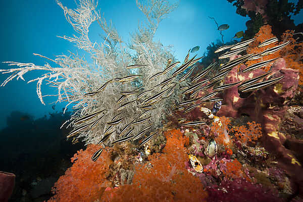 Schwarm Streifen-Korallenwelse am Riff, Plotosus lineatus, Ambon, Molukken, Indonesien