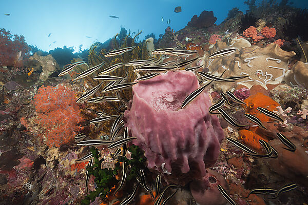 Schwarm Streifen-Korallenwelse am Riff, Plotosus lineatus, Ambon, Molukken, Indonesien