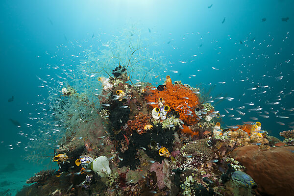 Kardinalfische ueber Korallenriff, Apogon gracilis, Ambon, Molukken, Indonesien
