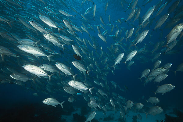 Schwarm Grossaugen-Stachelmakrelen, Caranx sexfasciatus, Ambon, Molukken, Indonesien
