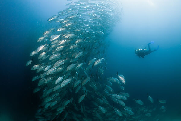 Taucher und Schwarm Grossaugen-Stachelmakrelen, Caranx sexfasciatus, Ambon, Molukken, Indonesien