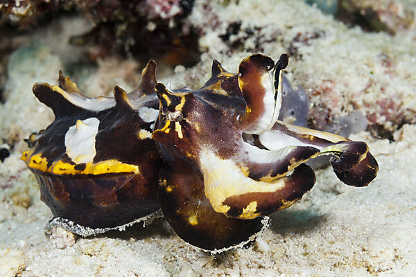 Pfeffers Prachtsepie, Metasepia pfefferi, Ambon, Molukken, Indonesien