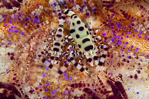 Coleman Partnergarnelen auf Feuerseeigel, Periclimenes colemani, Ambon, Molukken, Indonesien