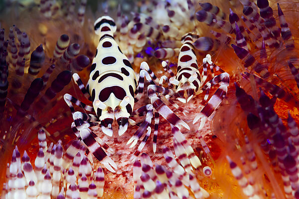 Coleman Partnergarnelen auf Feuerseeigel, Periclimenes colemani, Ambon, Molukken, Indonesien