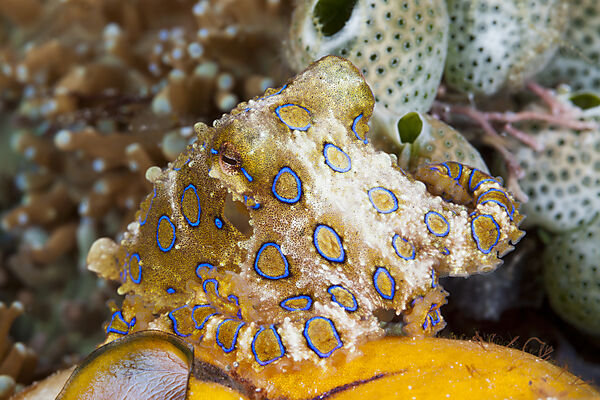Giftiger Blauring-Oktopus, Hapalochlaena lunulata, Ambon, Molukken, Indonesien