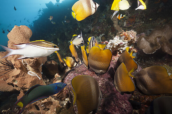 Butterflyfishes feeding on Fish Spawn, Chaetodon kleinii, Ambon, Moluccas, Indonesia