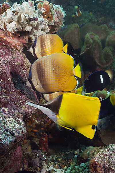 Butterflyfishes feeding on Fish Spawn, Chaetodon kleinii, Ambon, Moluccas, Indonesia