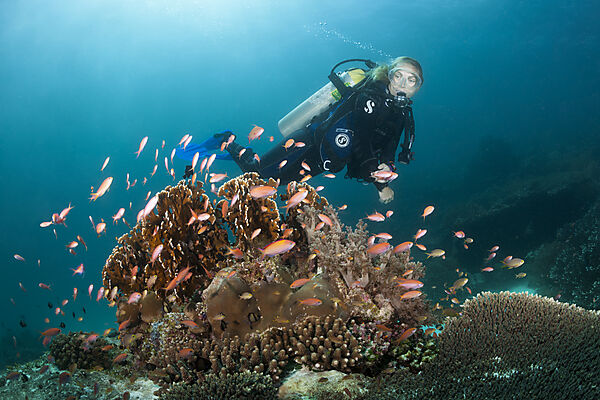 Taucher und Pazifische Flammenfahnenbarsche, Pseudanthias dispar, Ambon, Molukken, Indonesien