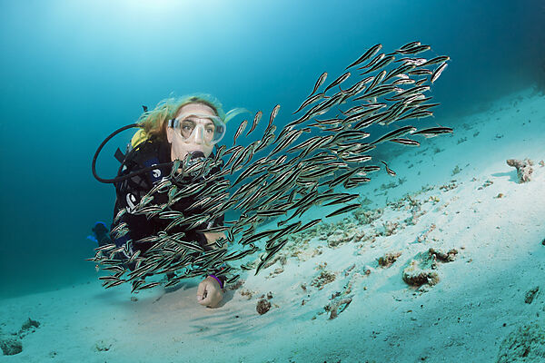 Taucher und Streifen-Korallenwelse, Plotosus lineatus, Ambon, Molukken, Indonesien