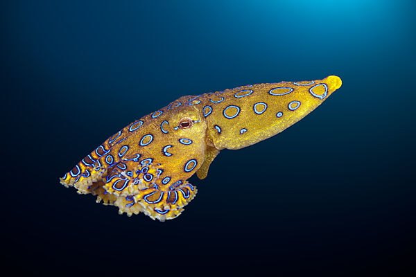 Giftiger Blauring-Oktopus, Hapalochlaena lunulata, Ambon, Molukken, Indonesien