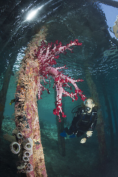 Weichkorallen unter Aborek Jetty, Dendronephthya sp., Raja Ampat, West Papua, Indonesien