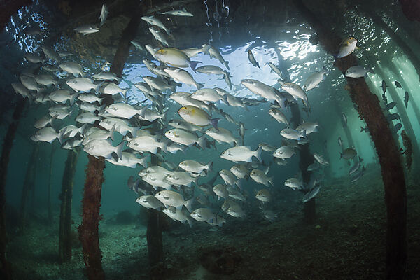 Brassy Rudderfish under Aborek Jetty, Kyphosus vaigiensis, Raja Ampat, West Papua, Indonesia