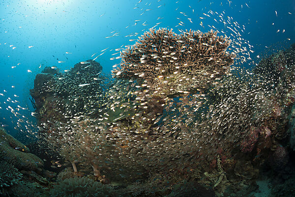 Pygmy Sweepers surrounding Coral Reef, Parapriacanthus ransonneti, Raja Ampat, West Papua, Indonesia