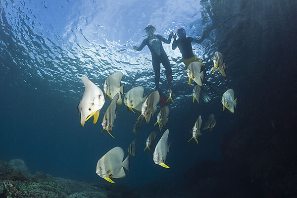 Shoal of Longfin Batfish, Platax teira, Raja Ampat, West Papua, Indonesia