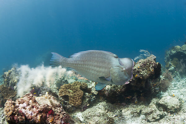 Bumphead Parrotfish defecating, Bolbometopon muricatum, Raja Ampat, West Papua, Indonesia