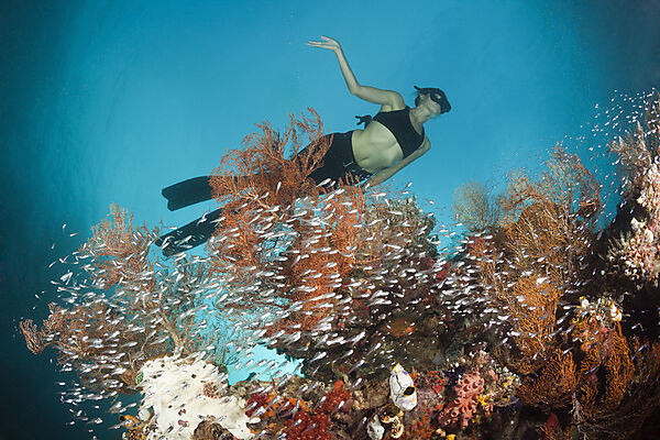 Glasfische umschwaermen Korallenriff, Parapriacanthus ransonneti, Raja Ampat, West Papua, Indonesien